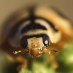 IMG_2508 Lady Bird CL