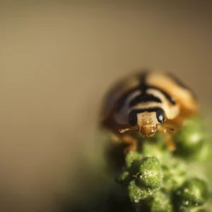 IMG_2508 Lady Bird FL