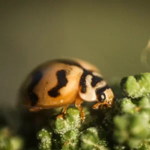 IMG_2508 Lady Bird Side L