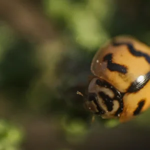 IMG_2508 Lady Bird Top L